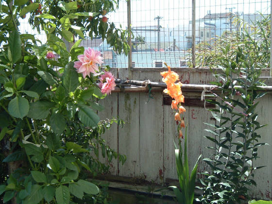 flowers_10_.jpg