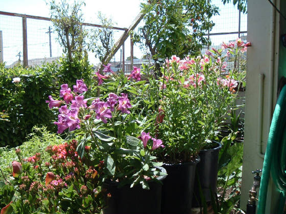 flowers_11_.jpg