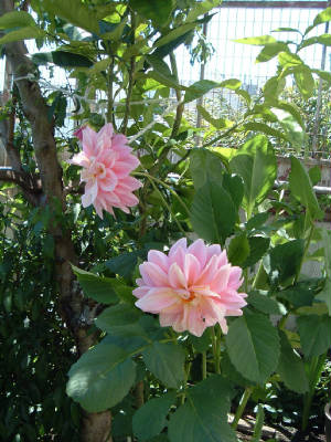 flowers_6_.jpg