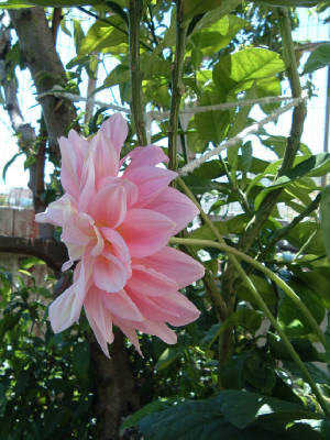 flowers_8_.jpg