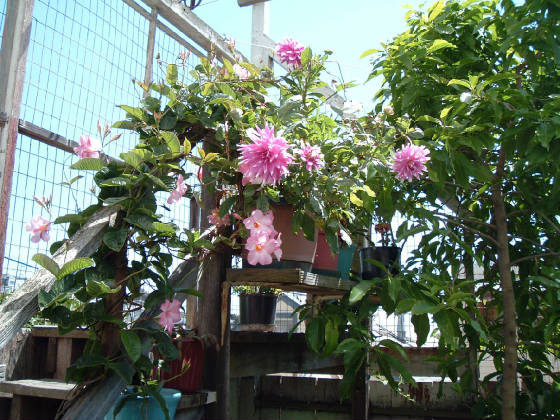 flowers_9_.jpg