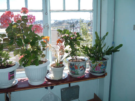 flowers_in_back_stair_window_.jpg